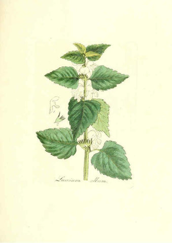 Reproducción/Reproduction 6032563164: Flora medica, oder, Abbildung der wichtigsten officinellen Pflanzen Jena,August Schmid,1831 [i.e. 1829-1831] 