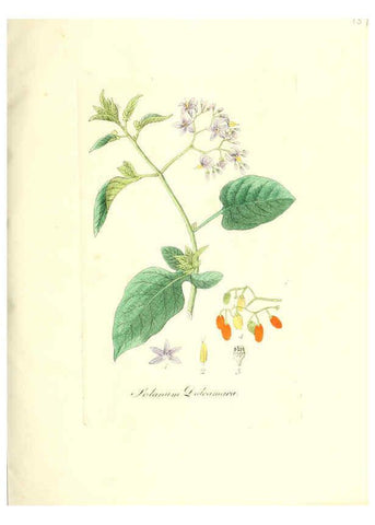 Reproducción/Reproduction 6032004467: Flora medica, oder, Abbildung der wichtigsten officinellen Pflanzen Jena,August Schmid,1831 [i.e. 1829-1831] 