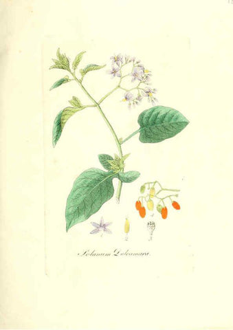 Reproducción/Reproduction 6032004467: Flora medica, oder, Abbildung der wichtigsten officinellen Pflanzen Jena,August Schmid,1831 [i.e. 1829-1831] 
