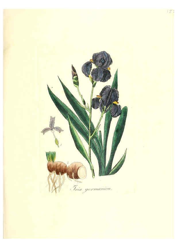 Reproducción/Reproduction 6032563778: Flora medica, oder, Abbildung der wichtigsten officinellen Pflanzen Jena,August Schmid,1831 [i.e. 1829-1831] 