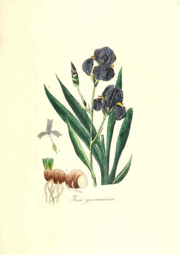 Reproducción/Reproduction 6032563778: Flora medica, oder, Abbildung der wichtigsten officinellen Pflanzen Jena,August Schmid,1831 [i.e. 1829-1831] 
