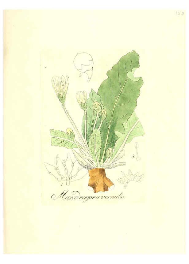Reproducción/Reproduction 6032005049: Flora medica, oder, Abbildung der wichtigsten officinellen Pflanzen Jena,August Schmid,1831 [i.e. 1829-1831] 
