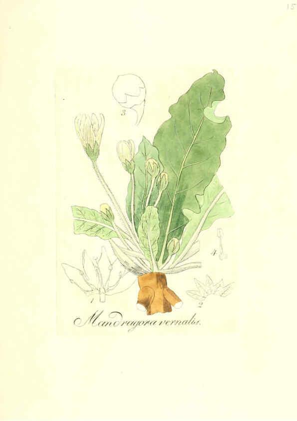 Reproducción/Reproduction 6032005049: Flora medica, oder, Abbildung der wichtigsten officinellen Pflanzen Jena,August Schmid,1831 [i.e. 1829-1831] 