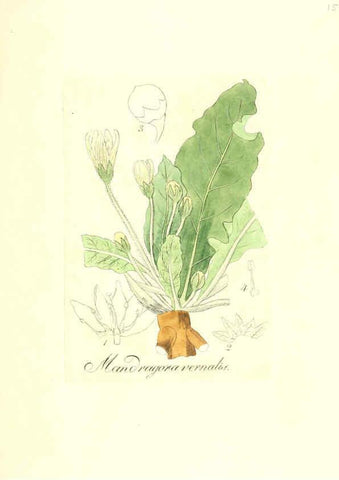 Reproducción/Reproduction 6032005049: Flora medica, oder, Abbildung der wichtigsten officinellen Pflanzen Jena,August Schmid,1831 [i.e. 1829-1831] 