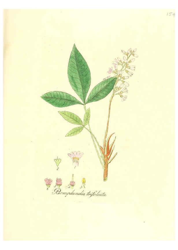 Reproducción/Reproduction 6032564326: Flora medica, oder, Abbildung der wichtigsten officinellen Pflanzen Jena,August Schmid,1831 [i.e. 1829-1831] 