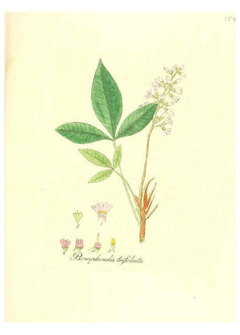 Reproducción/Reproduction 6032564326: Flora medica, oder, Abbildung der wichtigsten officinellen Pflanzen Jena,August Schmid,1831 [i.e. 1829-1831] 