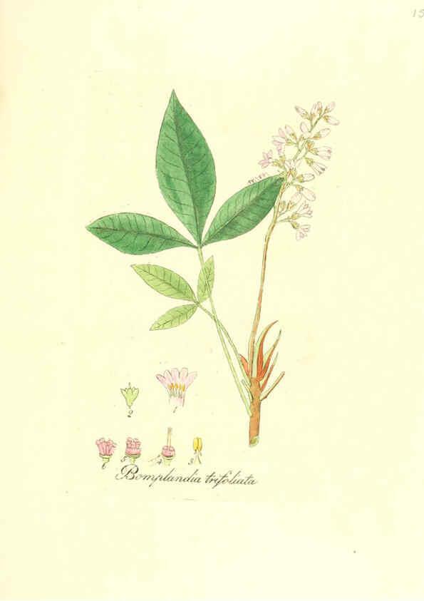 Reproducción/Reproduction 6032564326: Flora medica, oder, Abbildung der wichtigsten officinellen Pflanzen Jena,August Schmid,1831 [i.e. 1829-1831] 