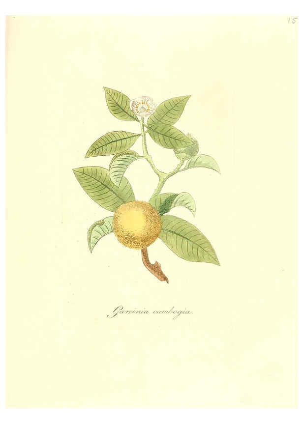 Reproducción/Reproduction 6032564646: Flora medica, oder, Abbildung der wichtigsten officinellen Pflanzen Jena,August Schmid,1831 [i.e. 1829-1831] 