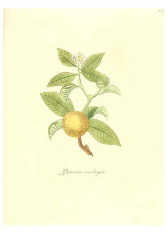 Reproducción/Reproduction 6032564646: Flora medica, oder, Abbildung der wichtigsten officinellen Pflanzen Jena,August Schmid,1831 [i.e. 1829-1831] 