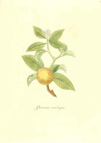 Reproducción/Reproduction 6032564646: Flora medica, oder, Abbildung der wichtigsten officinellen Pflanzen Jena,August Schmid,1831 [i.e. 1829-1831] 