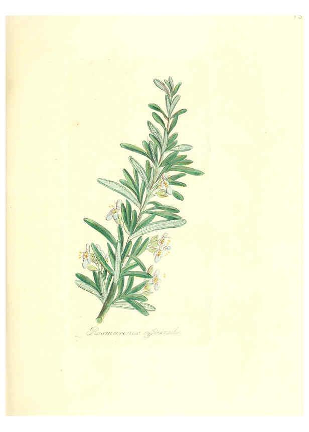 Reproducción/Reproduction 6032564978: Flora medica, oder, Abbildung der wichtigsten officinellen Pflanzen Jena,August Schmid,1831 [i.e. 1829-1831] 