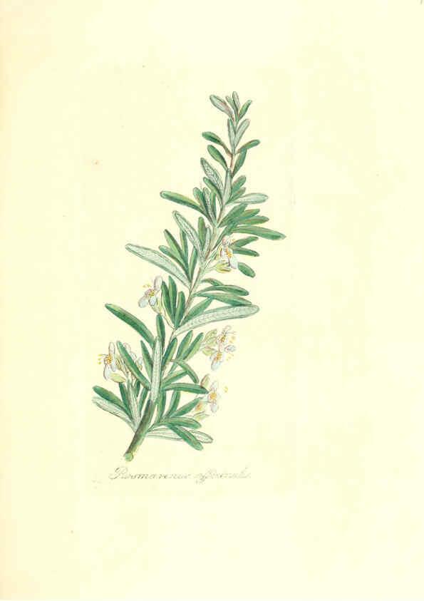 Reproducción/Reproduction 6032564978: Flora medica, oder, Abbildung der wichtigsten officinellen Pflanzen Jena,August Schmid,1831 [i.e. 1829-1831] 