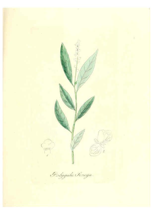 Reproducción/Reproduction 6032562900: Flora medica, oder, Abbildung der wichtigsten officinellen Pflanzen Jena,August Schmid,1831 [i.e. 1829-1831] 