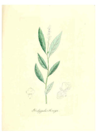 Reproducción/Reproduction 6032562900: Flora medica, oder, Abbildung der wichtigsten officinellen Pflanzen Jena,August Schmid,1831 [i.e. 1829-1831] 