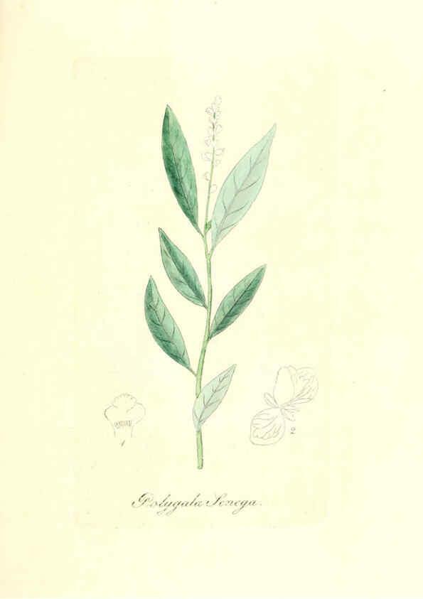 Reproducción/Reproduction 6032562900: Flora medica, oder, Abbildung der wichtigsten officinellen Pflanzen Jena,August Schmid,1831 [i.e. 1829-1831] 