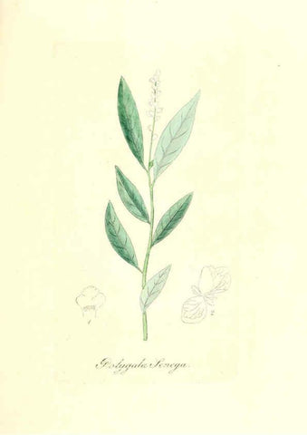 Reproducción/Reproduction 6032562900: Flora medica, oder, Abbildung der wichtigsten officinellen Pflanzen Jena,August Schmid,1831 [i.e. 1829-1831] 