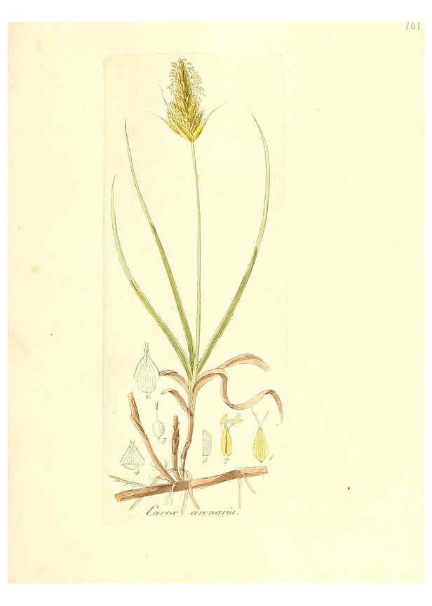 Reproducción/Reproduction 6032551006: Flora medica, oder, Abbildung der wichtigsten officinellen Pflanzen Jena,August Schmid,1831 [i.e. 1829-1831] 