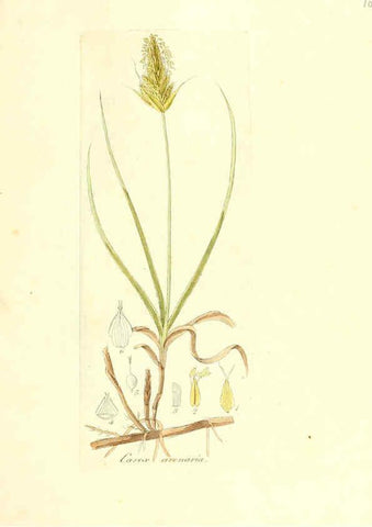 Reproducción/Reproduction 6032551006: Flora medica, oder, Abbildung der wichtigsten officinellen Pflanzen Jena,August Schmid,1831 [i.e. 1829-1831] 