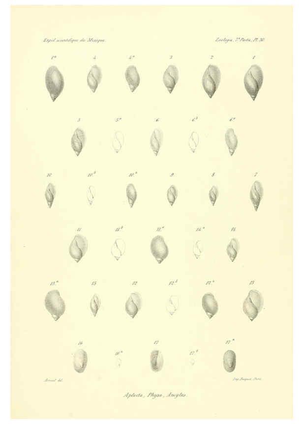 Reproducción/Reproduction 6032574039: Études sur les mollusques terrestres et fluviatales du Mexique et du Guatemala. t.1. Paris :Imprimerie impériale,1870-1902
