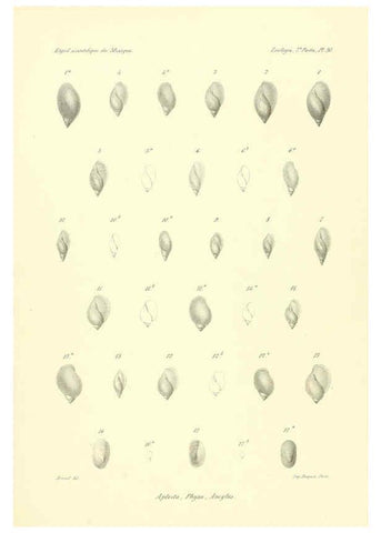 Reproducción/Reproduction 6032574039: Études sur les mollusques terrestres et fluviatales du Mexique et du Guatemala. t.1. Paris :Imprimerie impériale,1870-1902