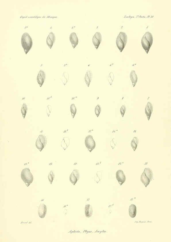 Reproducción/Reproduction 6032574039: Études sur les mollusques terrestres et fluviatales du Mexique et du Guatemala. t.1. Paris :Imprimerie impériale,1870-1902