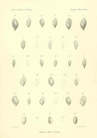 Reproducción/Reproduction 6032574039: Études sur les mollusques terrestres et fluviatales du Mexique et du Guatemala. t.1. Paris :Imprimerie impériale,1870-1902