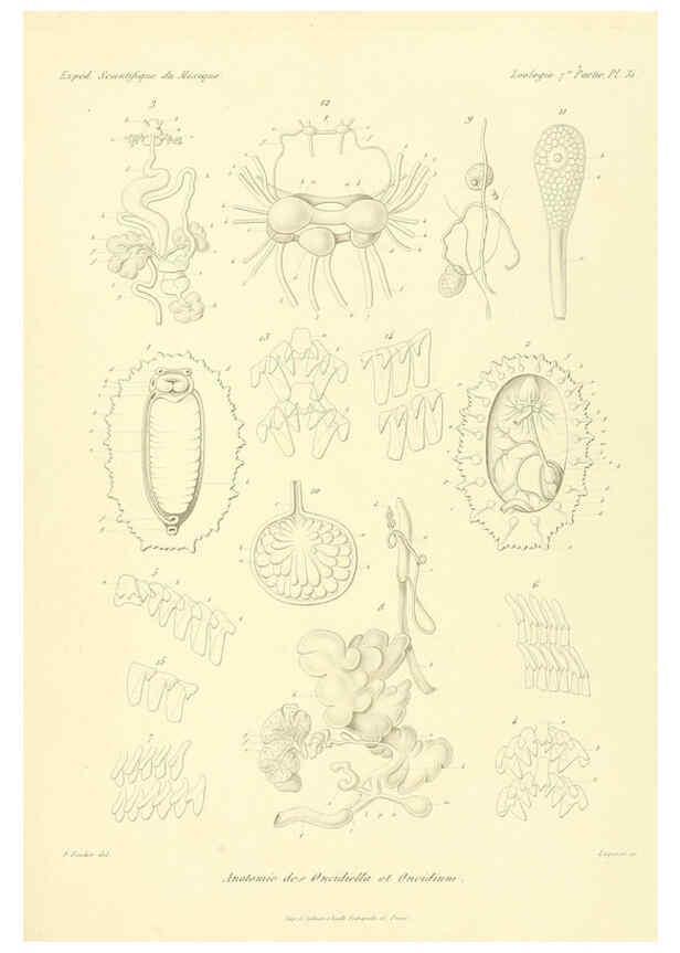 Reproducción/Reproduction 6033132236: Études sur les mollusques terrestres et fluviatales du Mexique et du Guatemala. t.1. Paris :Imprimerie impériale,1870-1902