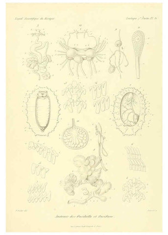 Reproducción/Reproduction 6033132236: Études sur les mollusques terrestres et fluviatales du Mexique et du Guatemala. t.1. Paris :Imprimerie impériale,1870-1902