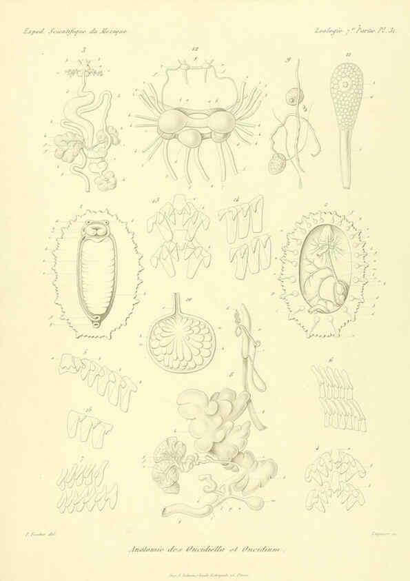 Reproducción/Reproduction 6033132236: Études sur les mollusques terrestres et fluviatales du Mexique et du Guatemala. t.1. Paris :Imprimerie impériale,1870-1902