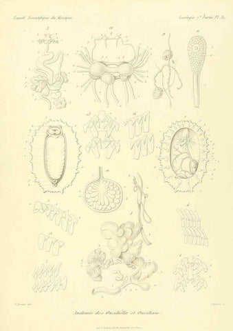 Reproducción/Reproduction 6033132236: Études sur les mollusques terrestres et fluviatales du Mexique et du Guatemala. t.1. Paris :Imprimerie impériale,1870-1902