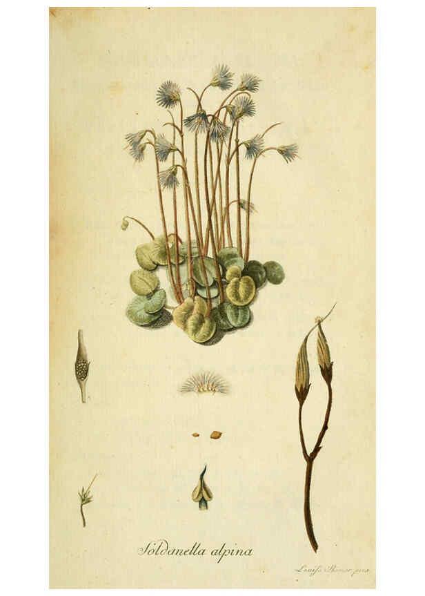 Reproducción/Reproduction 6032616725: Flora Europaea inchoata. fasc.1-7. Norimbergae :Ex Officina Raspeana,1797-1811