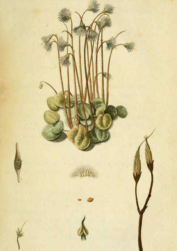 Reproducción/Reproduction 6032616725: Flora Europaea inchoata. fasc.1-7. Norimbergae :Ex Officina Raspeana,1797-1811