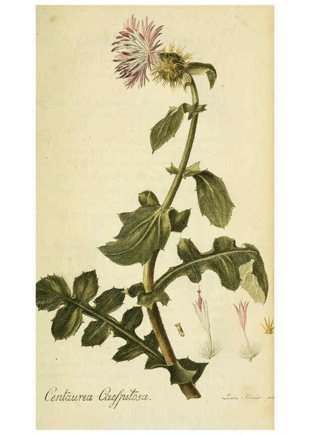 Reproducción/Reproduction 6032616981: Flora Europaea inchoata. fasc.1-7. Norimbergae :Ex Officina Raspeana,1797-1811