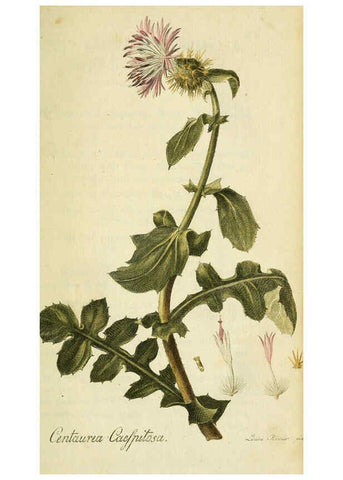 Reproducción/Reproduction 6032616981: Flora Europaea inchoata. fasc.1-7. Norimbergae :Ex Officina Raspeana,1797-1811