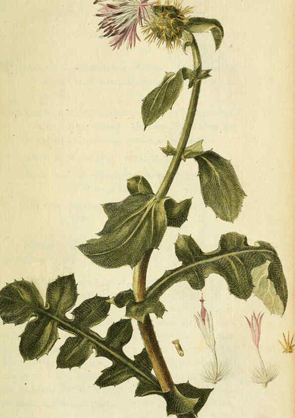 Reproducción/Reproduction 6032616981: Flora Europaea inchoata. fasc.1-7. Norimbergae :Ex Officina Raspeana,1797-1811