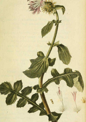 Reproducción/Reproduction 6032616981: Flora Europaea inchoata. fasc.1-7. Norimbergae :Ex Officina Raspeana,1797-1811