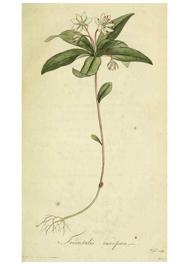 Reproducción/Reproduction 6033175712: Flora Europaea inchoata. fasc.1-7. Norimbergae :Ex Officina Raspeana,1797-1811
