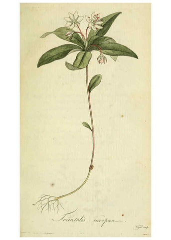 Reproducción/Reproduction 6033175712: Flora Europaea inchoata. fasc.1-7. Norimbergae :Ex Officina Raspeana,1797-1811