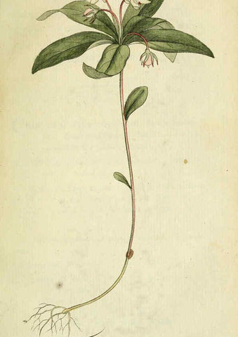 Reproducción/Reproduction 6033175712: Flora Europaea inchoata. fasc.1-7. Norimbergae :Ex Officina Raspeana,1797-1811