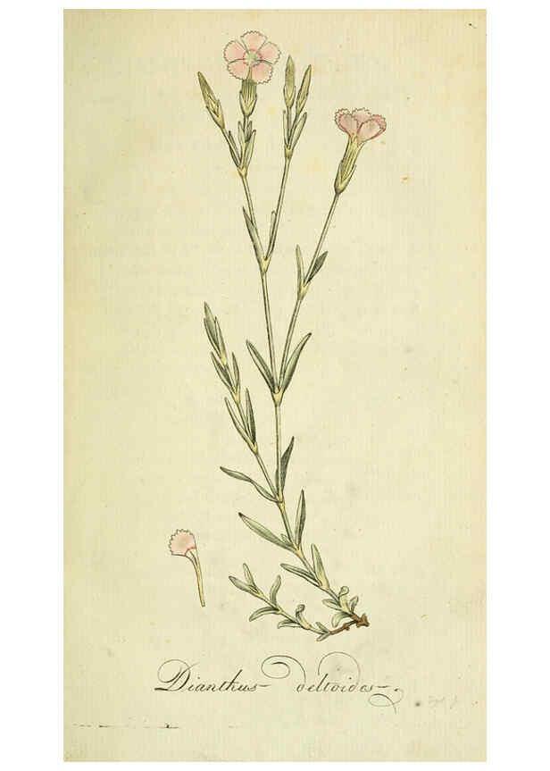 Reproducción/Reproduction 6032617701: Flora Europaea inchoata. fasc.1-7. Norimbergae :Ex Officina Raspeana,1797-1811