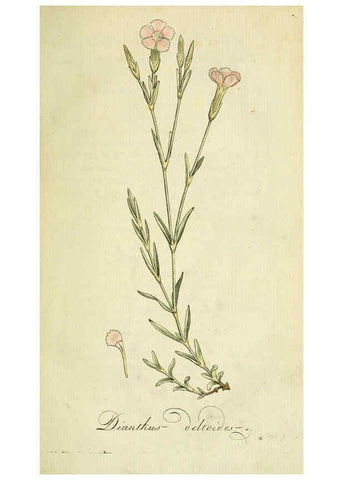 Reproducción/Reproduction 6032617701: Flora Europaea inchoata. fasc.1-7. Norimbergae :Ex Officina Raspeana,1797-1811