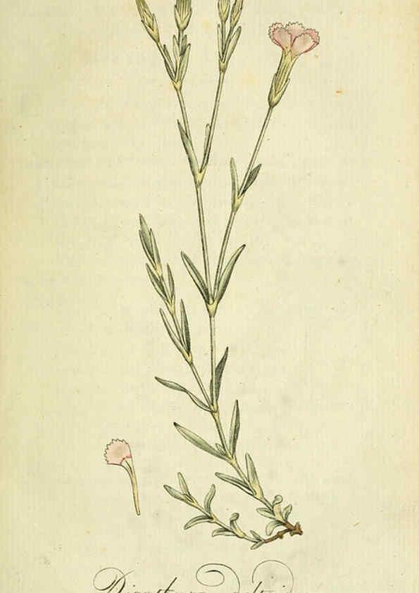 Reproducción/Reproduction 6032617701: Flora Europaea inchoata. fasc.1-7. Norimbergae :Ex Officina Raspeana,1797-1811