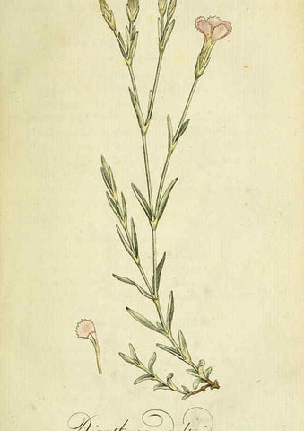 Reproducción/Reproduction 6032617701: Flora Europaea inchoata. fasc.1-7. Norimbergae :Ex Officina Raspeana,1797-1811
