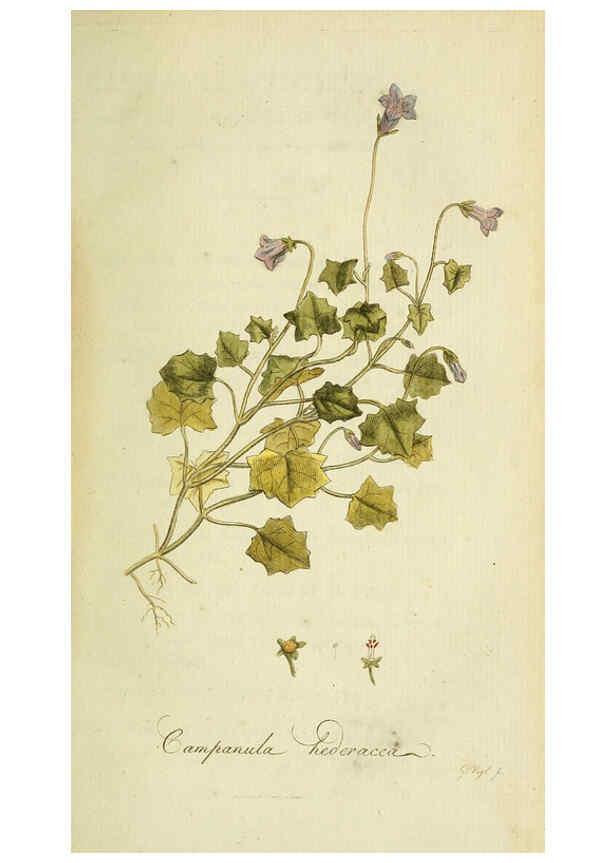 Reproducción/Reproduction 6033176912: Flora Europaea inchoata. fasc.1-7. Norimbergae :Ex Officina Raspeana,1797-1811