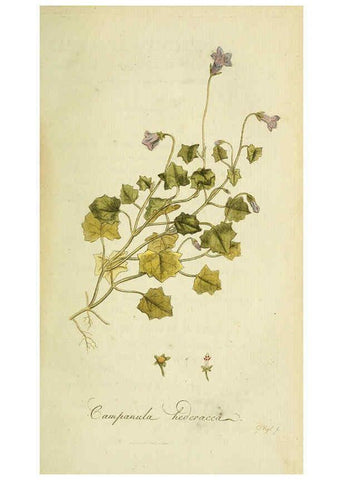 Reproducción/Reproduction 6033176912: Flora Europaea inchoata. fasc.1-7. Norimbergae :Ex Officina Raspeana,1797-1811
