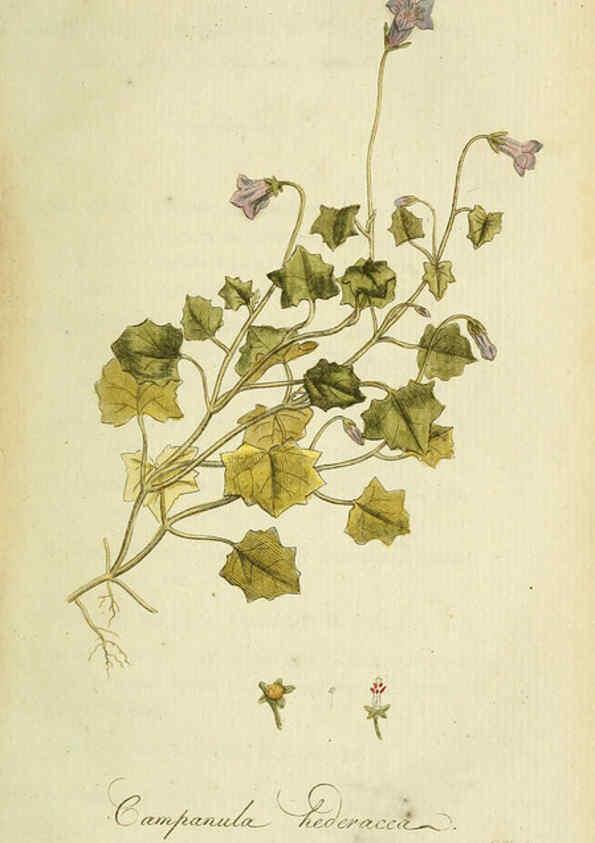 Reproducción/Reproduction 6033176912: Flora Europaea inchoata. fasc.1-7. Norimbergae :Ex Officina Raspeana,1797-1811