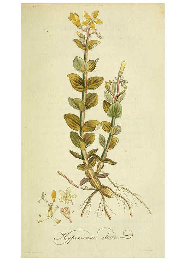 Reproducción/Reproduction 6033177454: Flora Europaea inchoata. fasc.1-7. Norimbergae :Ex Officina Raspeana,1797-1811