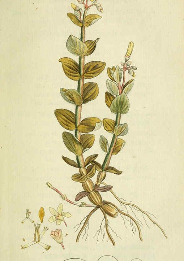 Reproducción/Reproduction 6033177454: Flora Europaea inchoata. fasc.1-7. Norimbergae :Ex Officina Raspeana,1797-1811