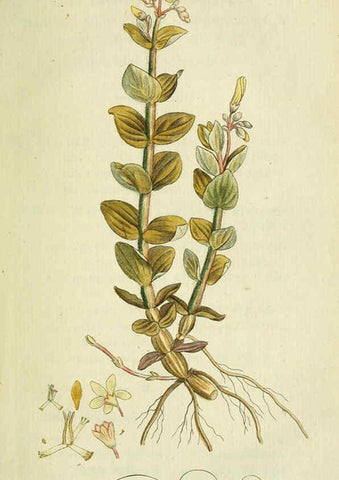 Reproducción/Reproduction 6033177454: Flora Europaea inchoata. fasc.1-7. Norimbergae :Ex Officina Raspeana,1797-1811