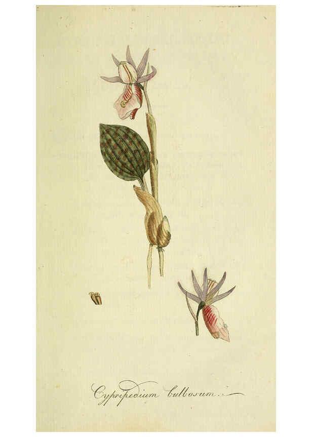 Reproducción/Reproduction 6032619343: Flora Europaea inchoata. fasc.1-7. Norimbergae :Ex Officina Raspeana,1797-1811